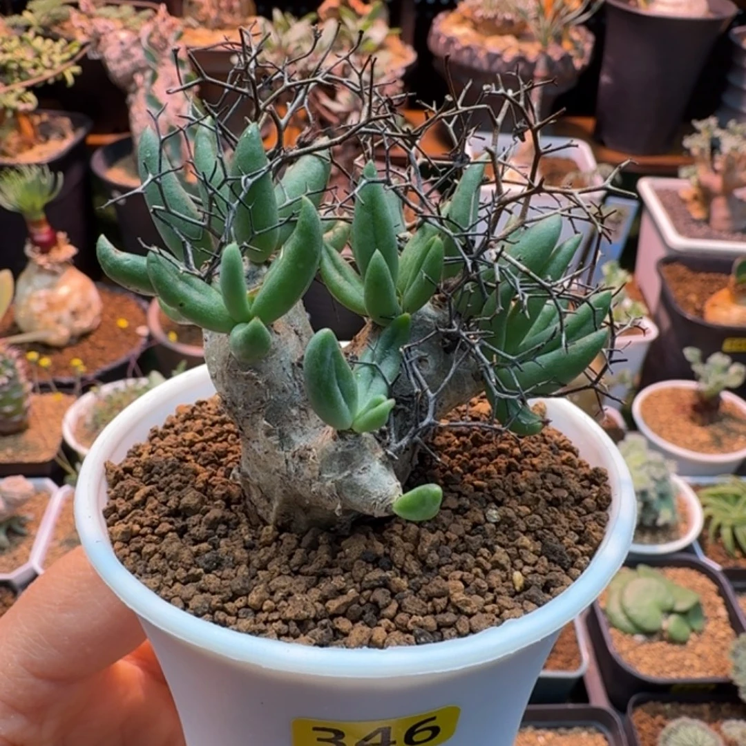 钢丝球万物想346 仙人掌