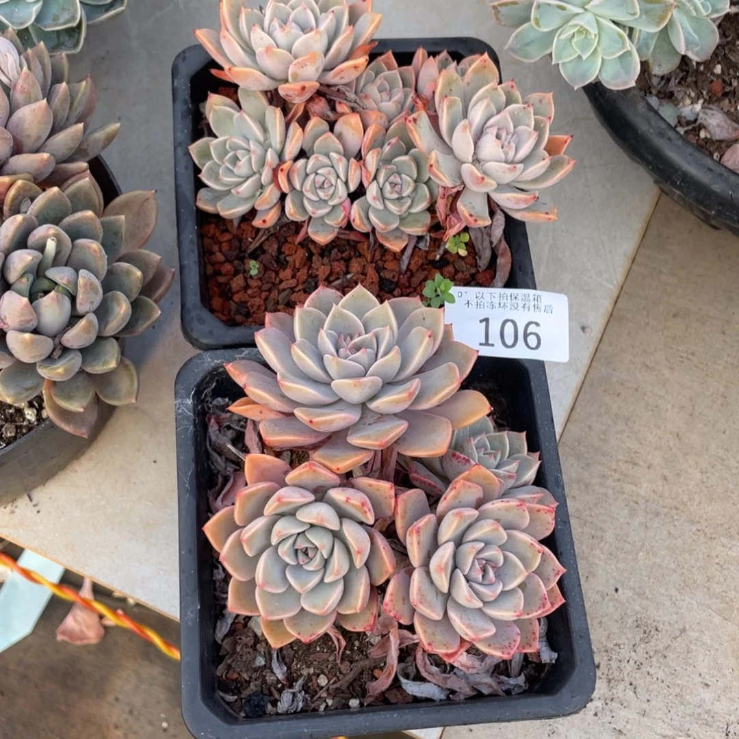 黑大帅多肉106红粉两颗