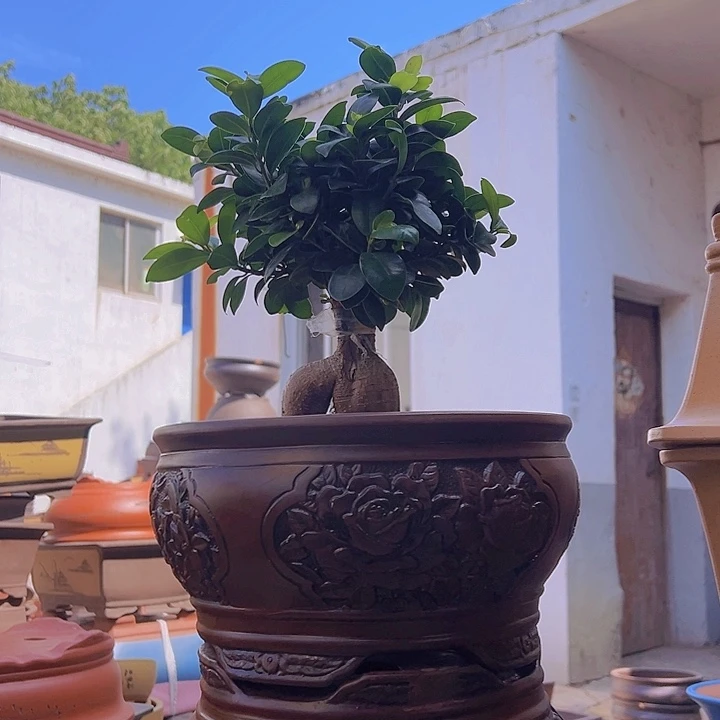 紫砂花盆紫砂花盆