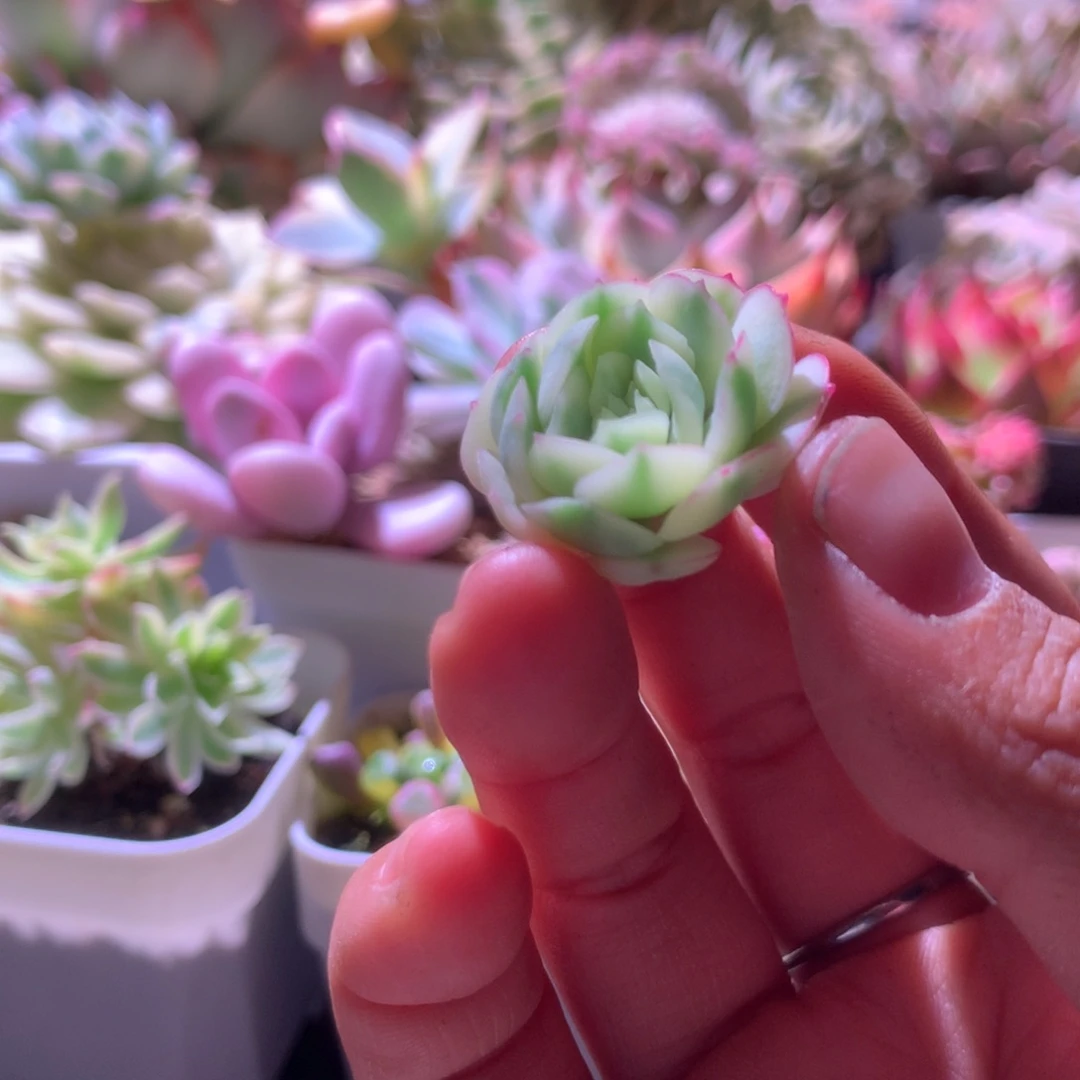 超白基因梦幻玫瑰覆轮锦