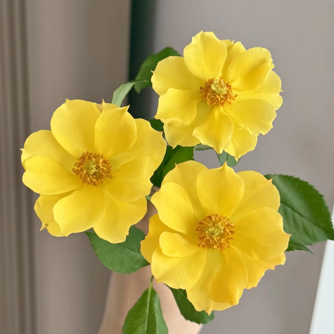 【夏日之恋】玫瑰2单正价包邮，偏远地区有运费 云南鲜花直发
