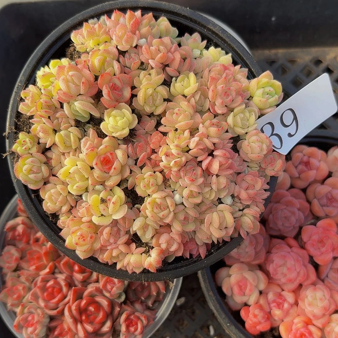 多肉植物多肉植物39