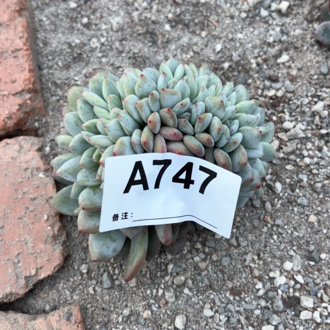 747微瑕不退换不售后