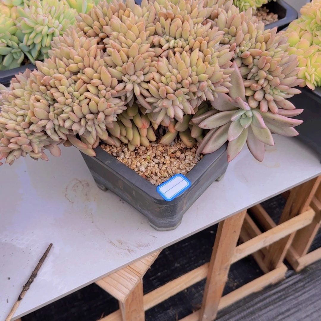 14桃花源最多的植物