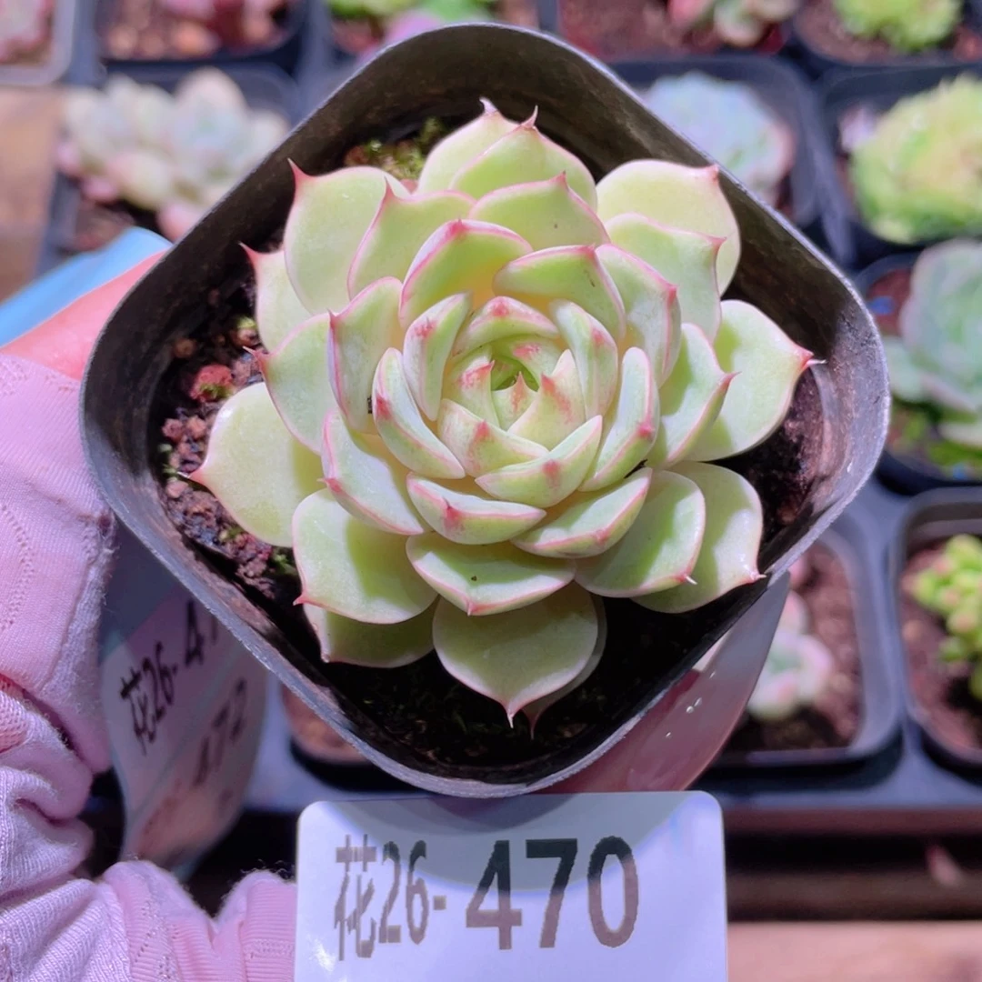 花利美26-470苯巴蒂斯