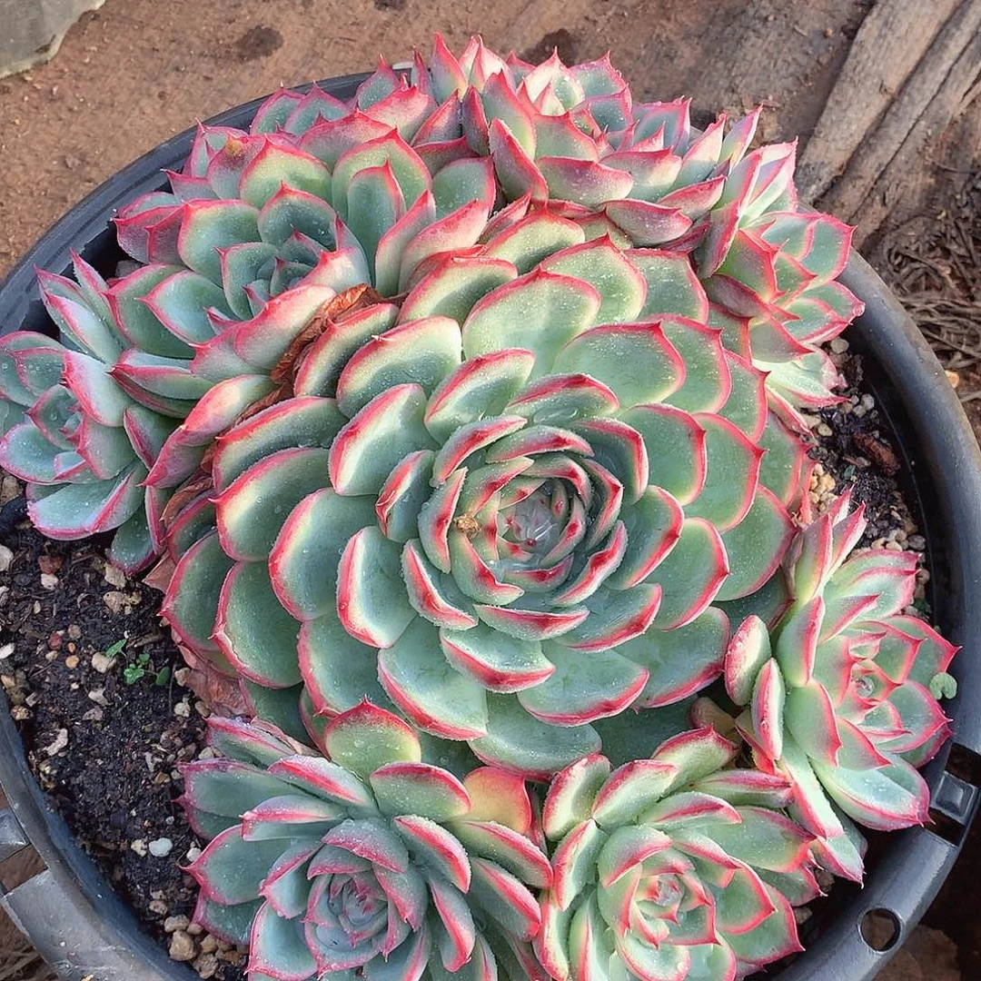 938侧影一物一拍多肉