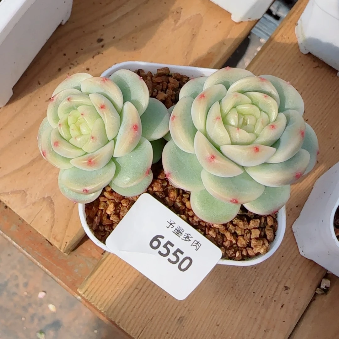 汐***竹月珍妮，6550多肉植物