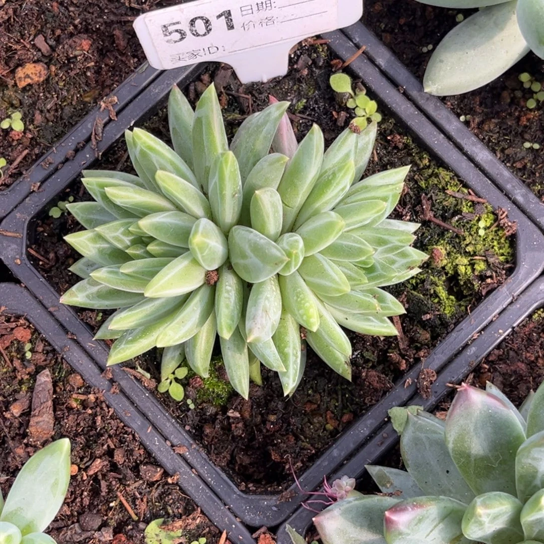 美人系多肉植物501