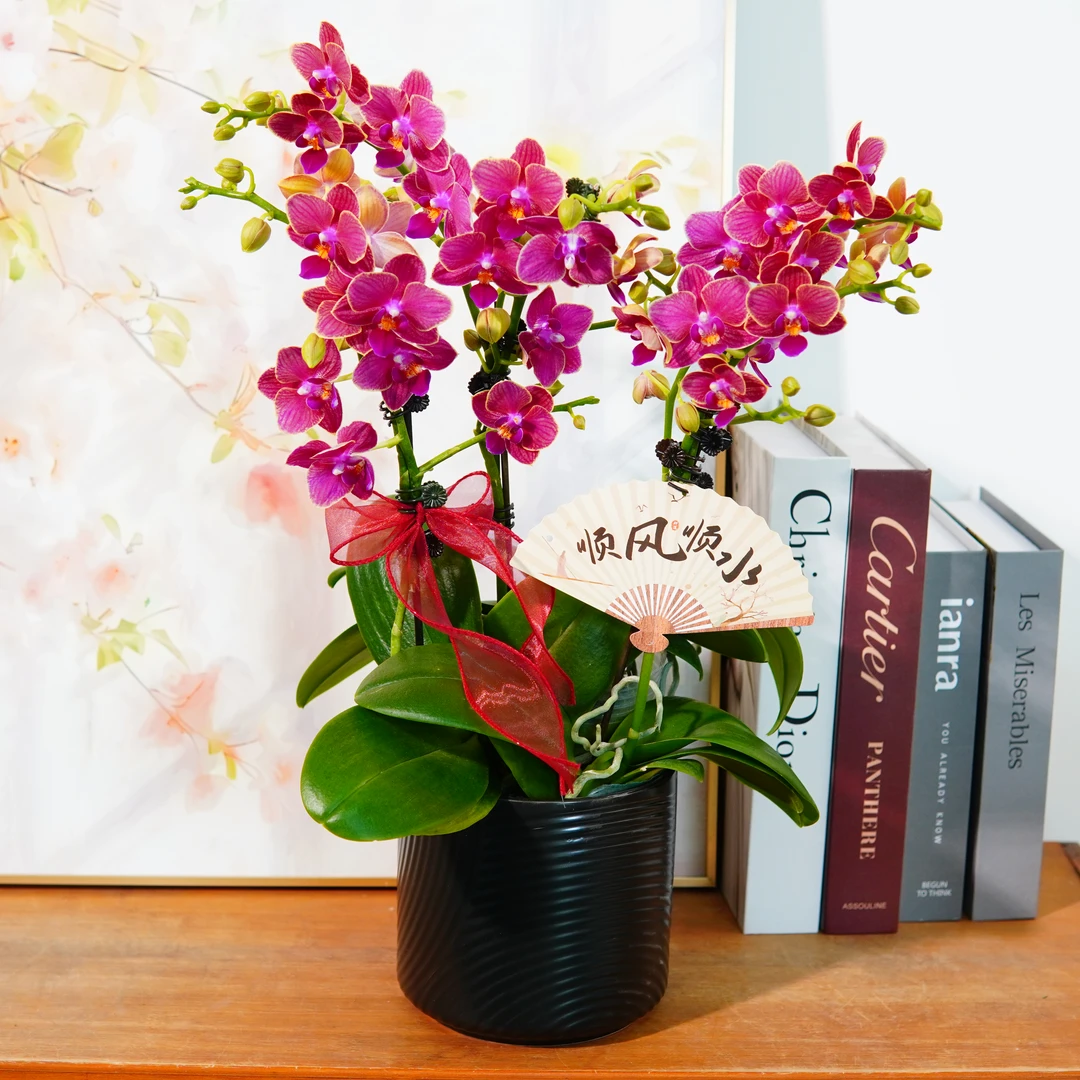 妗画自营【金边玲珑】蝴蝶兰鲜花精致组盆 开花株 室内绿植基地直