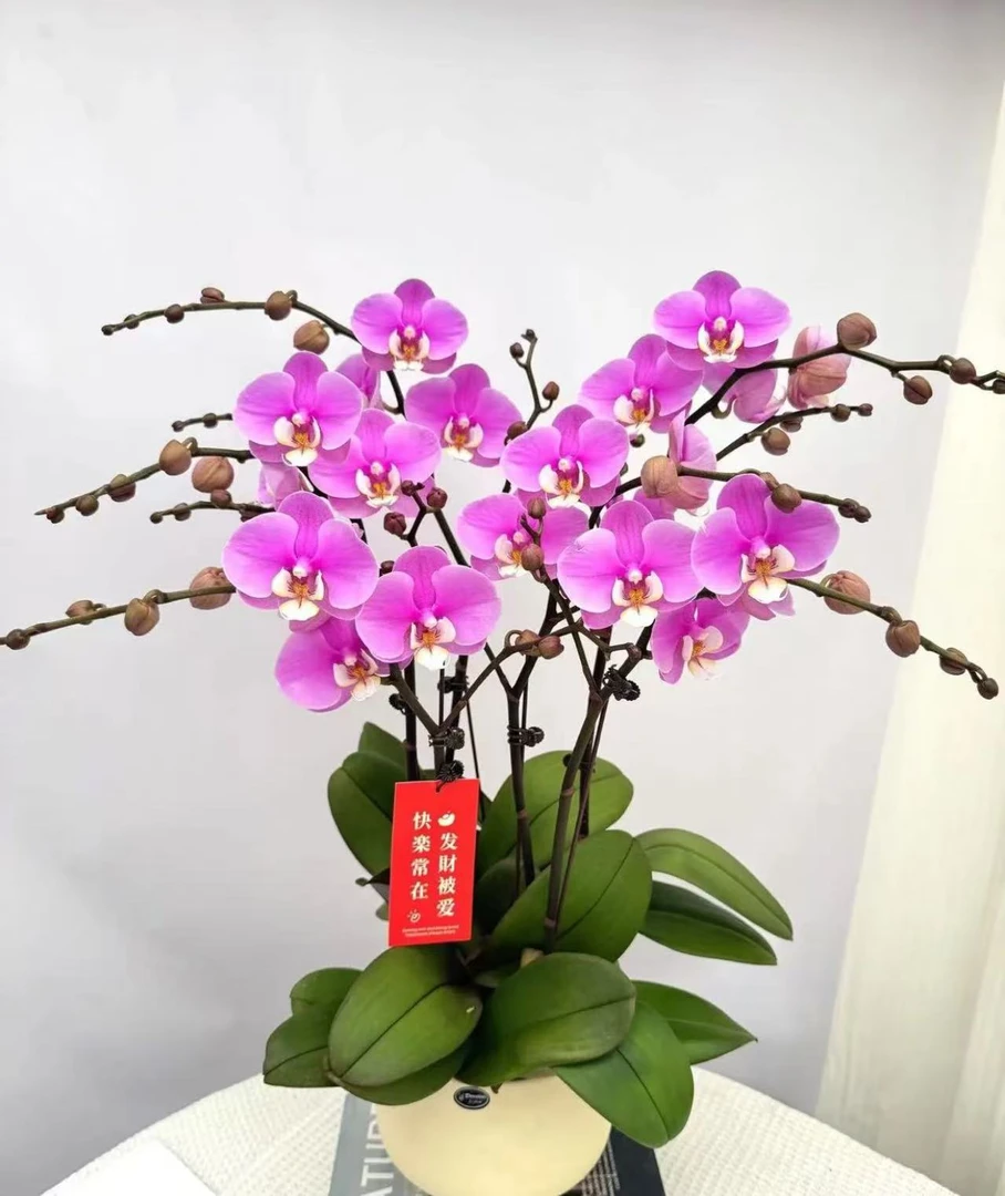 蝴蝶兰《安娜》室内精品 高端好养活