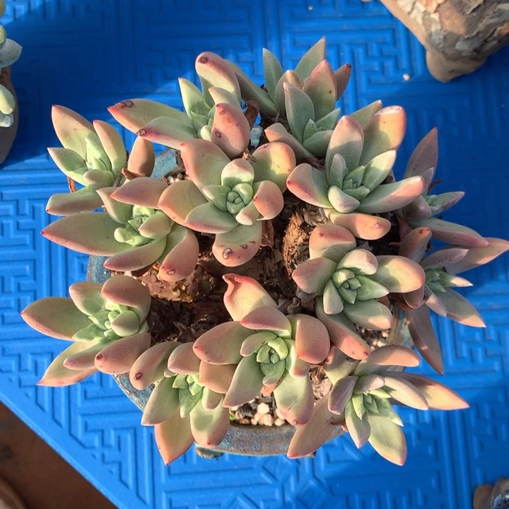 海瑟杂拇指，多肉植物