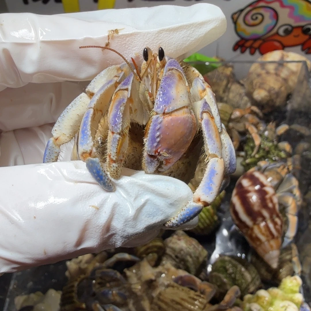 海水鱼2.5海盐芝士