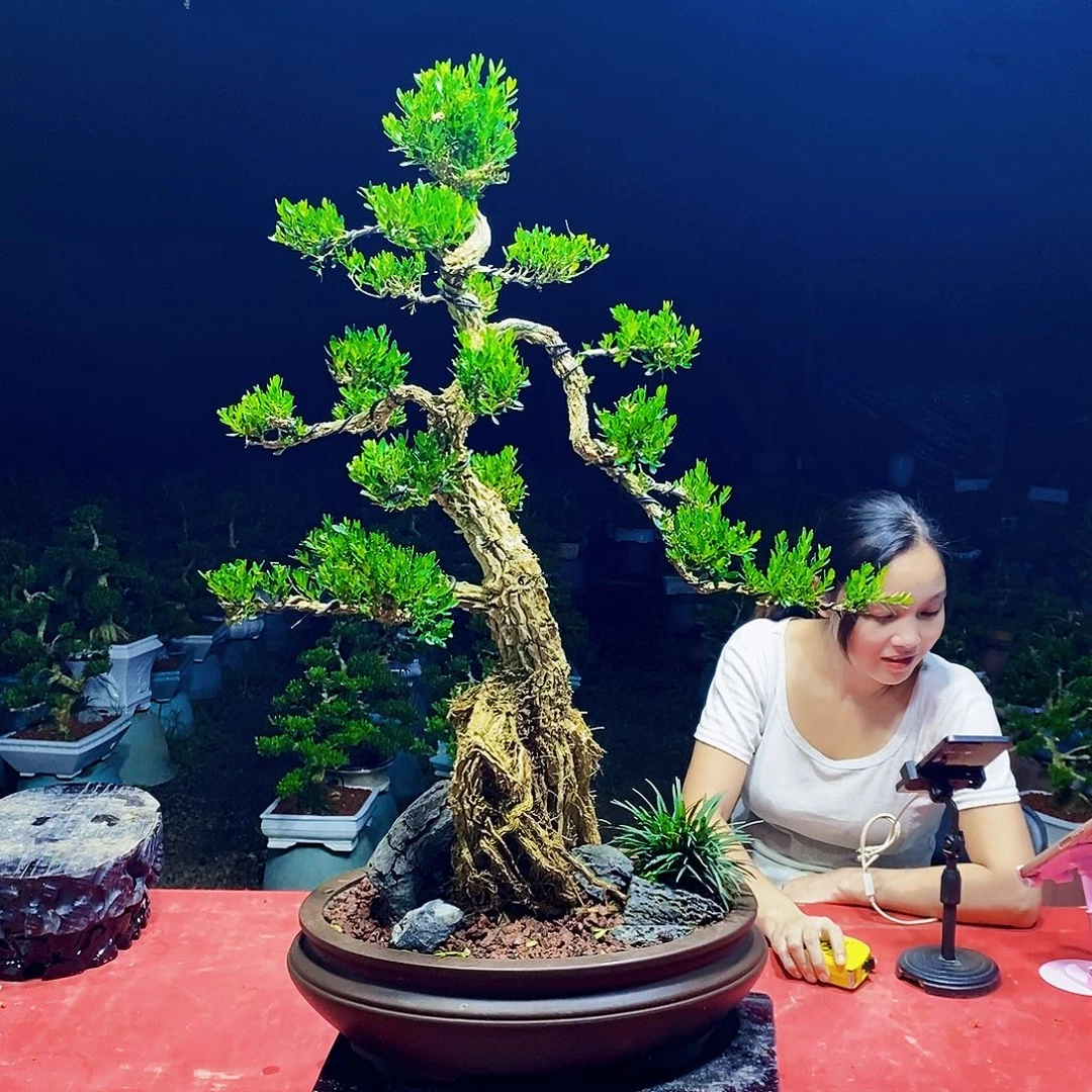 当前无花朵，栽培后可花朵