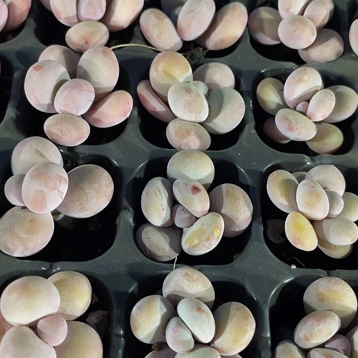 小雪奶酪1.5带土发