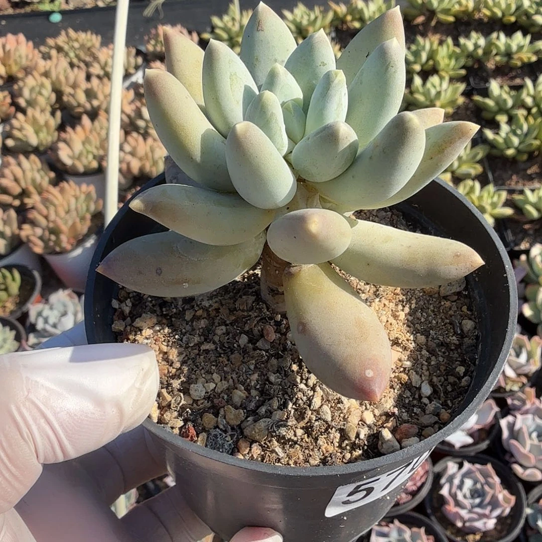 570八公分京美人满20包邮