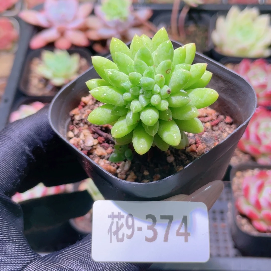 花利美9-374龙骨玉坠