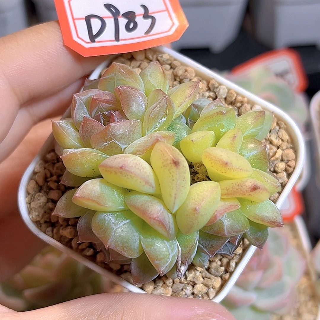 D983 一物一拍 荧光泡泡 不包整