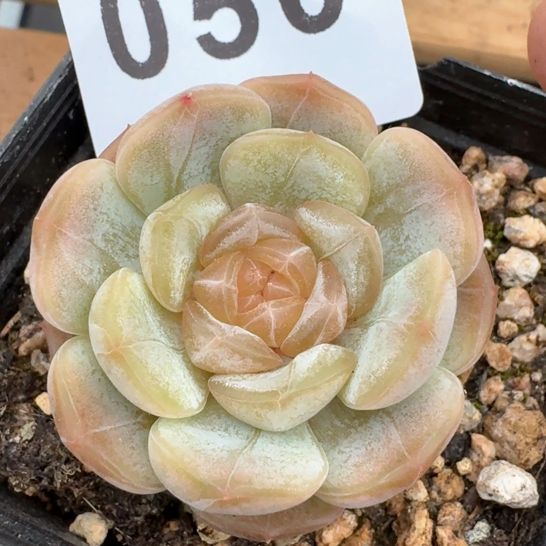 白色恋人福利         多肉植物