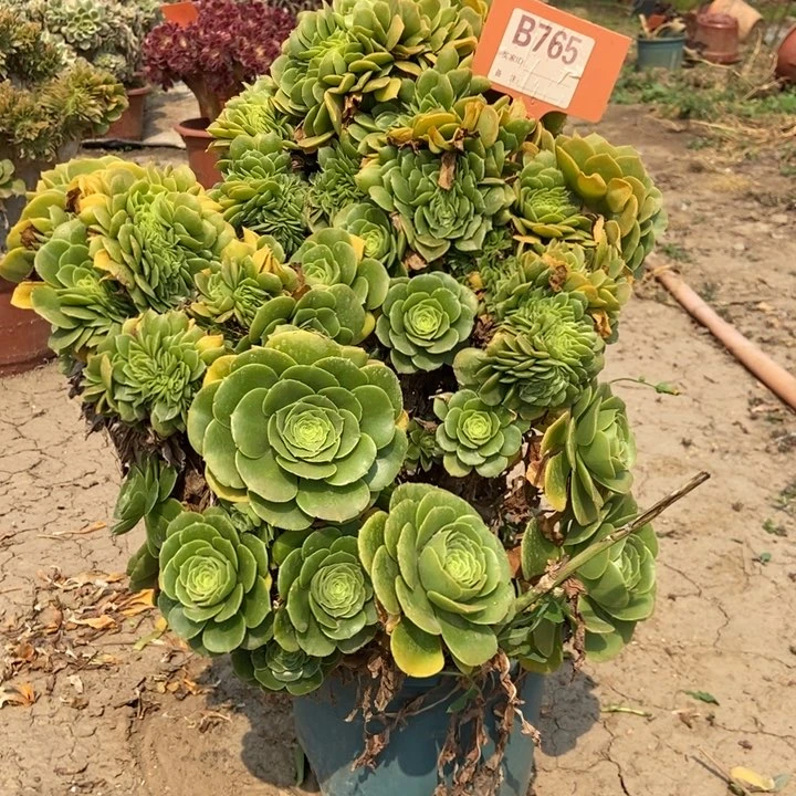 曾****福765绿羊绒缀化老桩