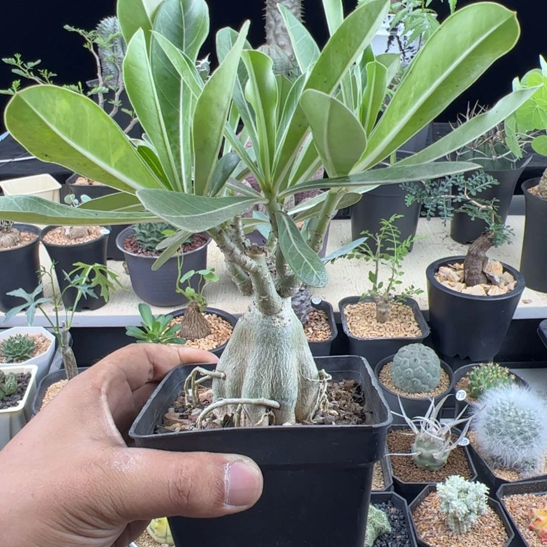 哥斯拉沙漠玫瑰一物一拍带盆发