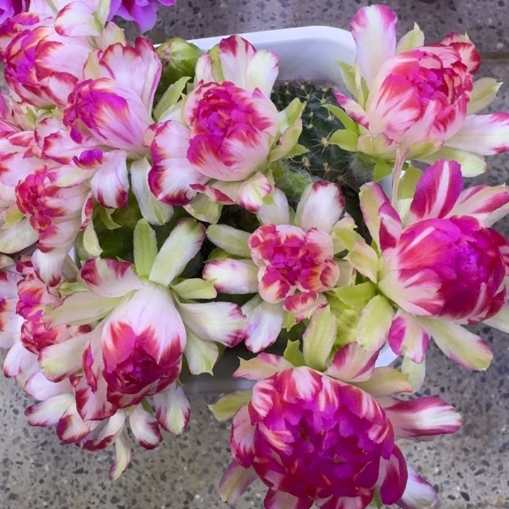 416丽花61歪3公分左右无根侧牙，20包邮