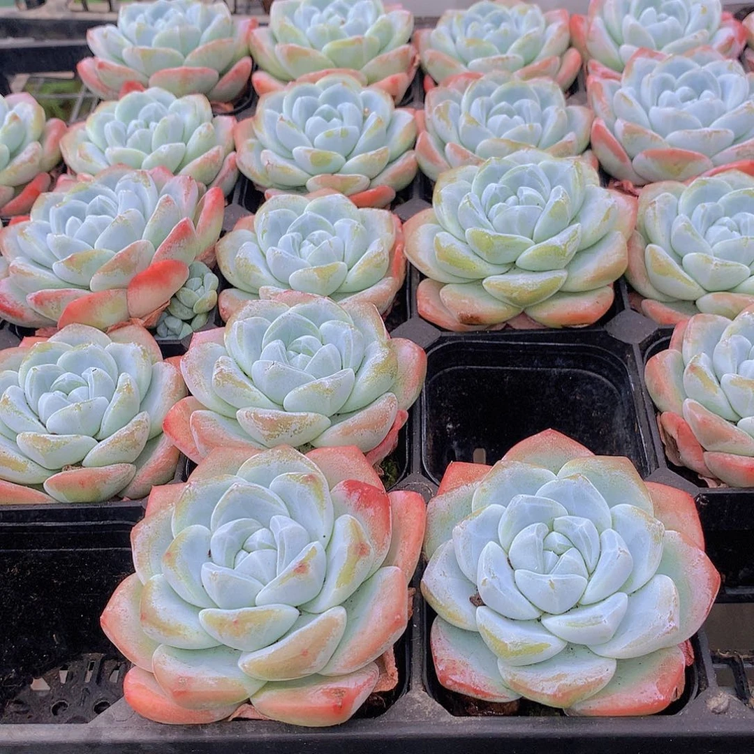 两颗冰玉245678999000000