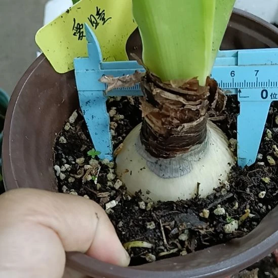 无花朵爱瞳6+裸球发货