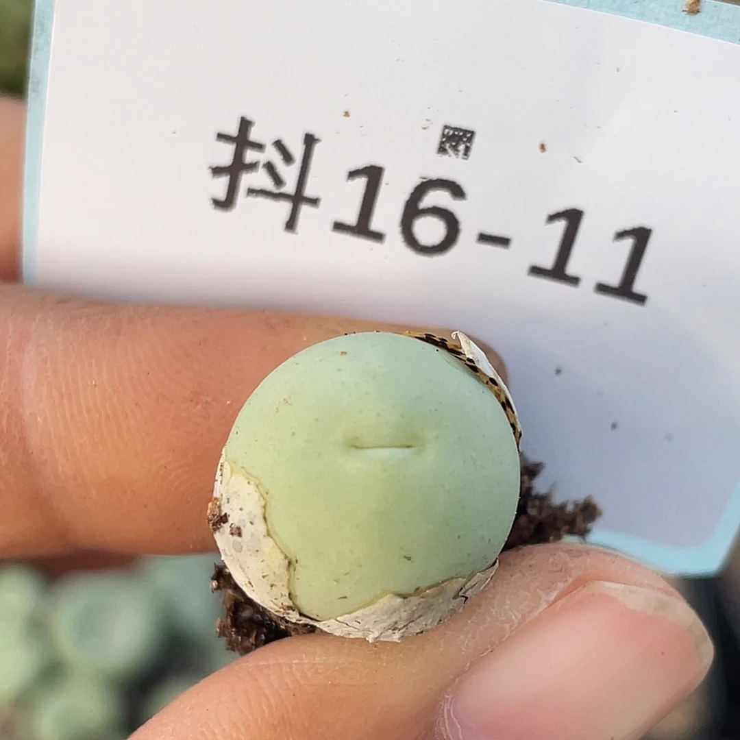 16-11鸽子蛋多肉植物