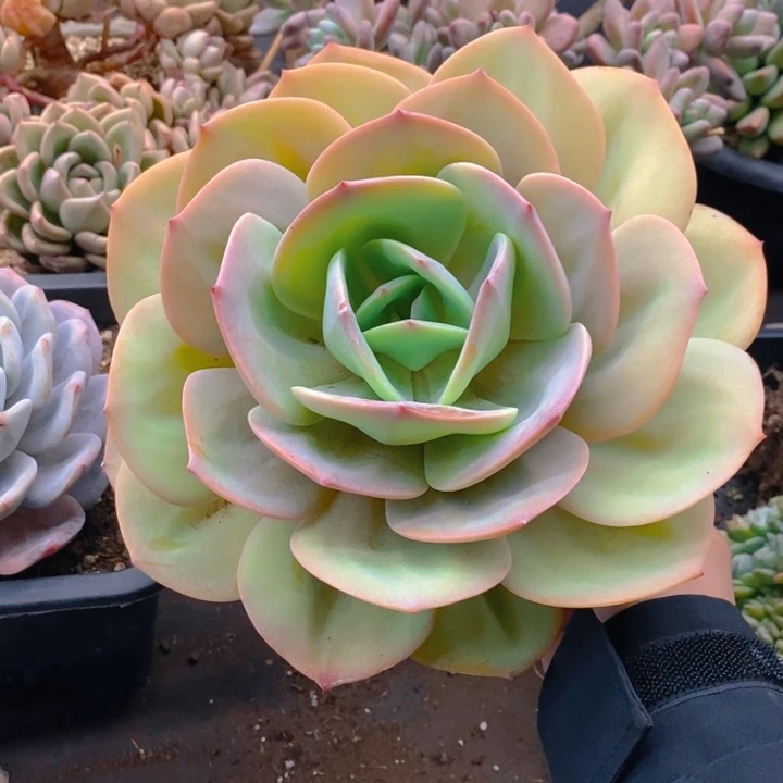 夏悦多肉 0217-108凤杂