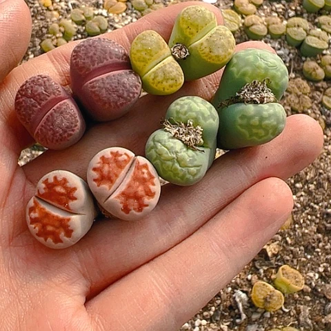 【闪购商品】25647