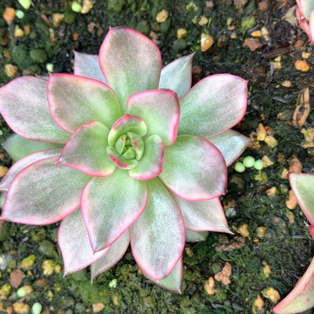 彩锦红锦，多肉植物