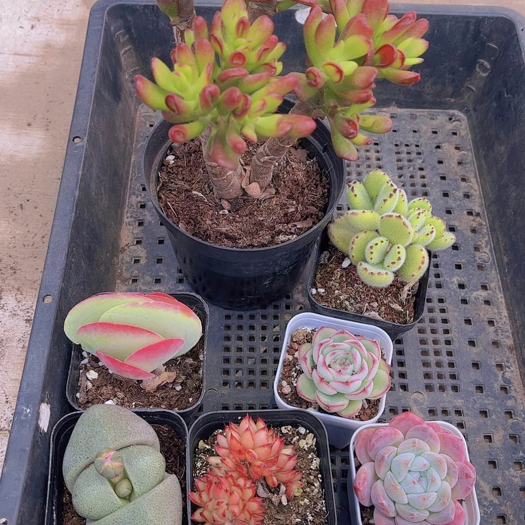 多肉149多肉植物