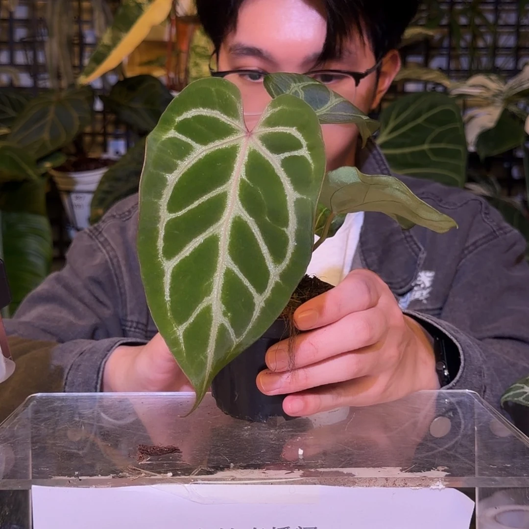 完全开放F567 紫水晶杂撕裂纹