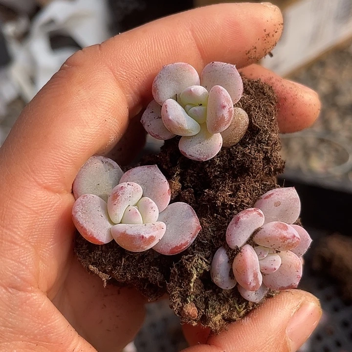 小奶茶发3颗满18包邮