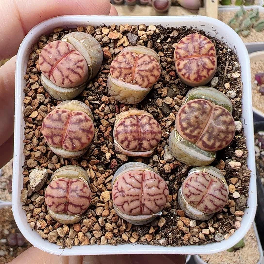 无花朵粗纹柘榴玉…………………