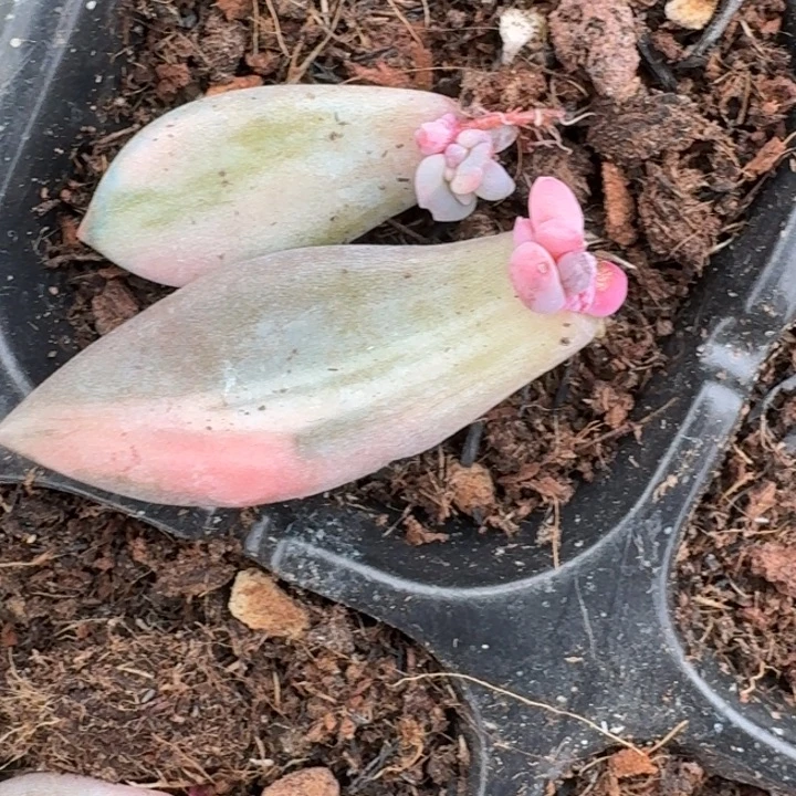 紫丽殿锦一物一拍