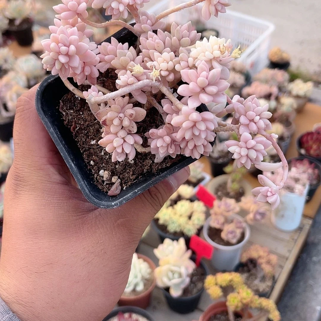 盼***窝2721  秋丽锦  六月六