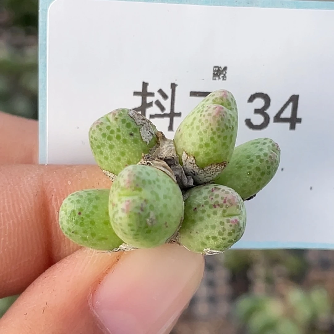 7-34草莓斑马肉锥
