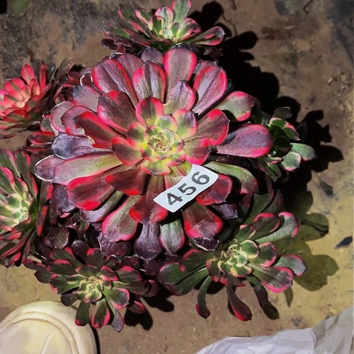 456烟花多肉植物处理不售后