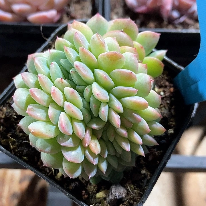 多肉植物冰魄缀a 035