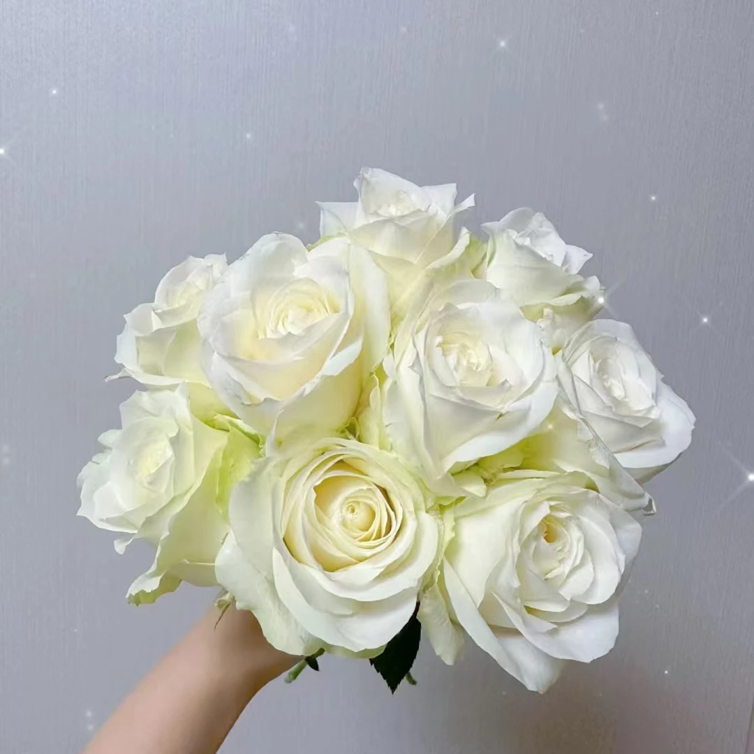 【花晓】白雪山玫瑰18支+2支防损（天冷拍保温棉否则冻坏不售后）