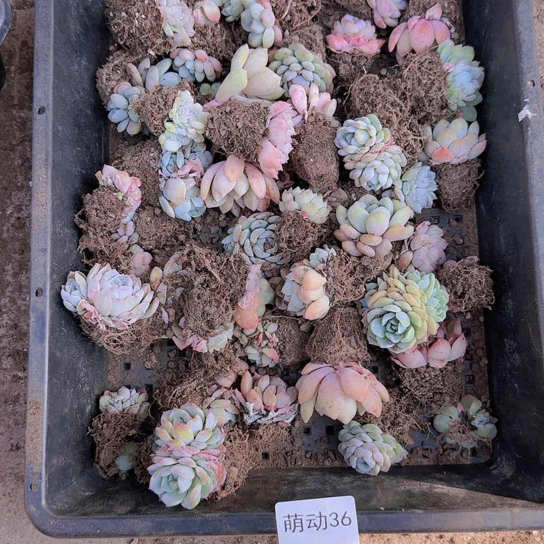 直播一物一拍多肉36