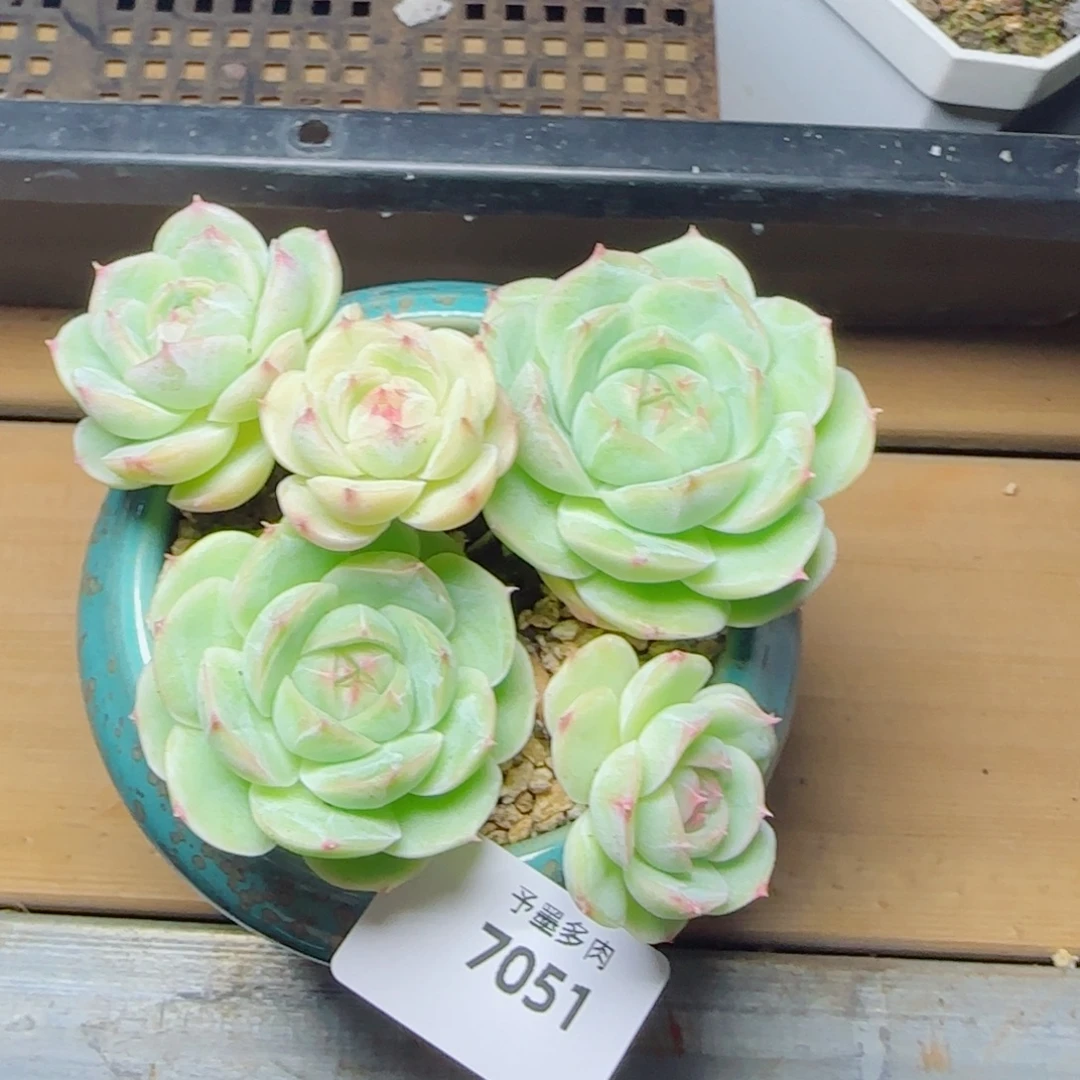 长杆白芷，7051多肉植物