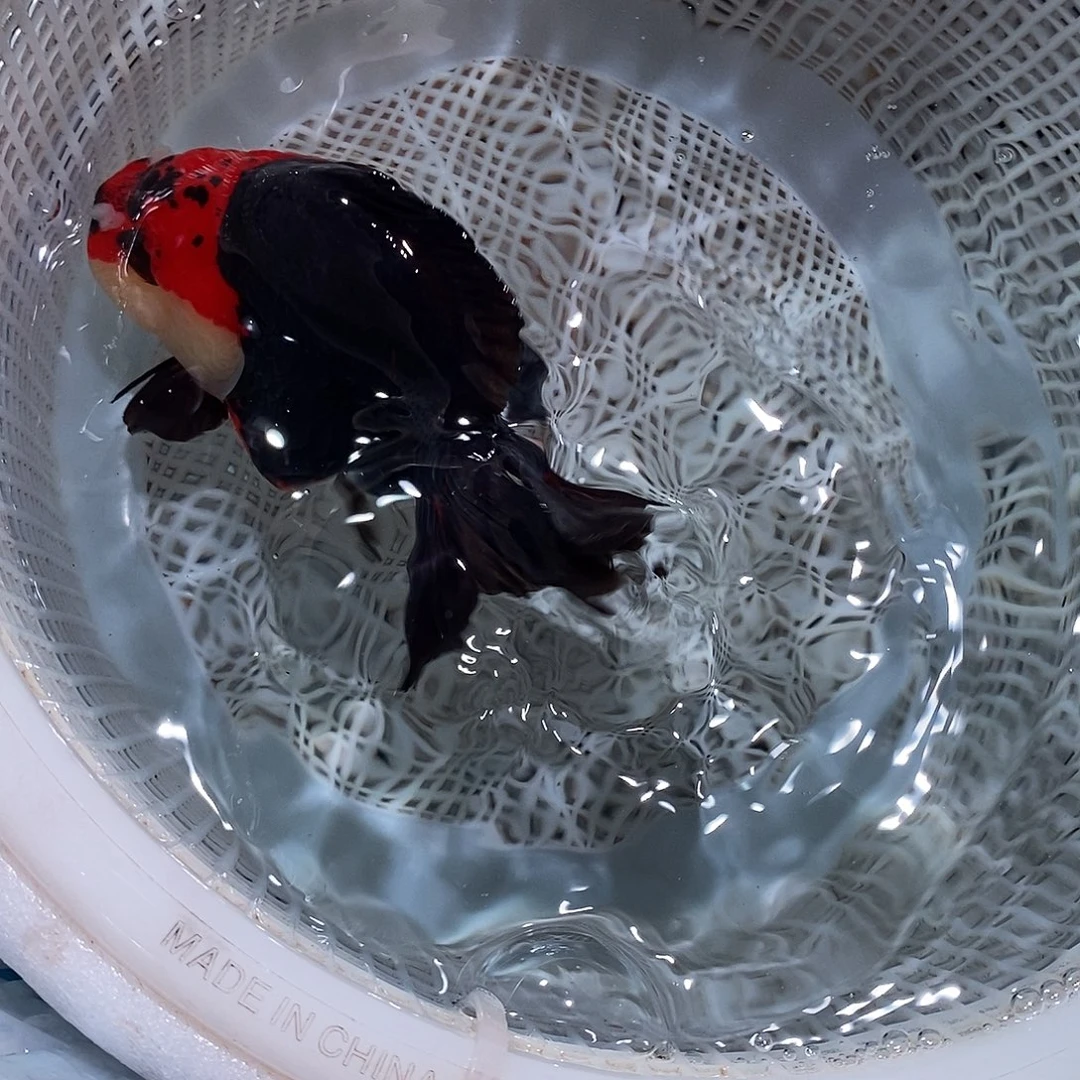 壹***叁海水鱼1条玛丽玛丽玛丽