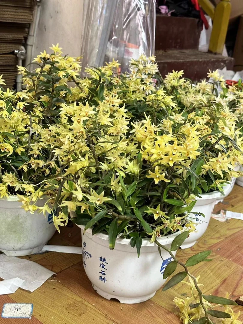 铁皮石斛木桩种植黄色花室内外养殖绿植花卉