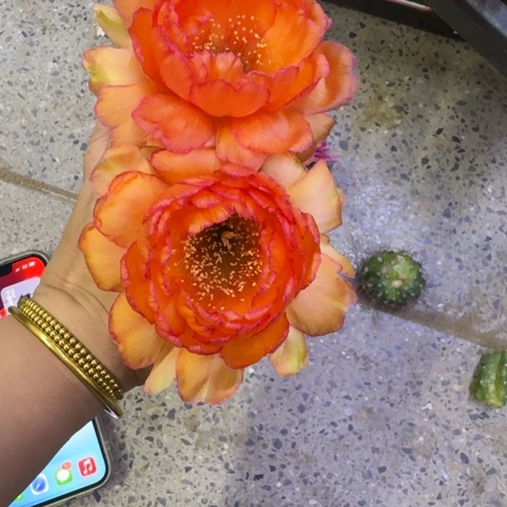 220丽金牡丹歪无根侧牙3公分左右