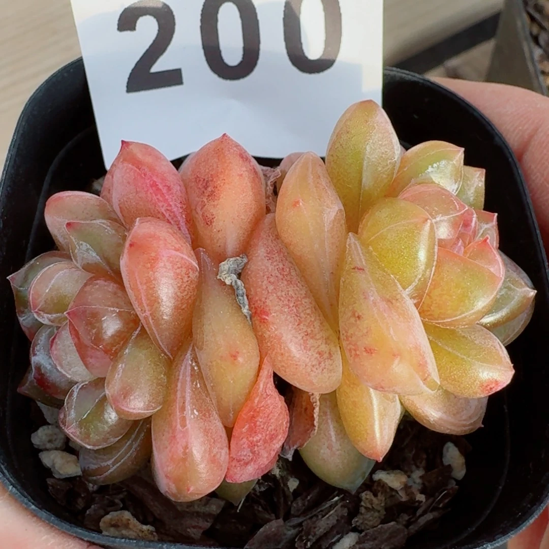 S***e双头星辰      愿你一路坦途，乘风破浪展宏图