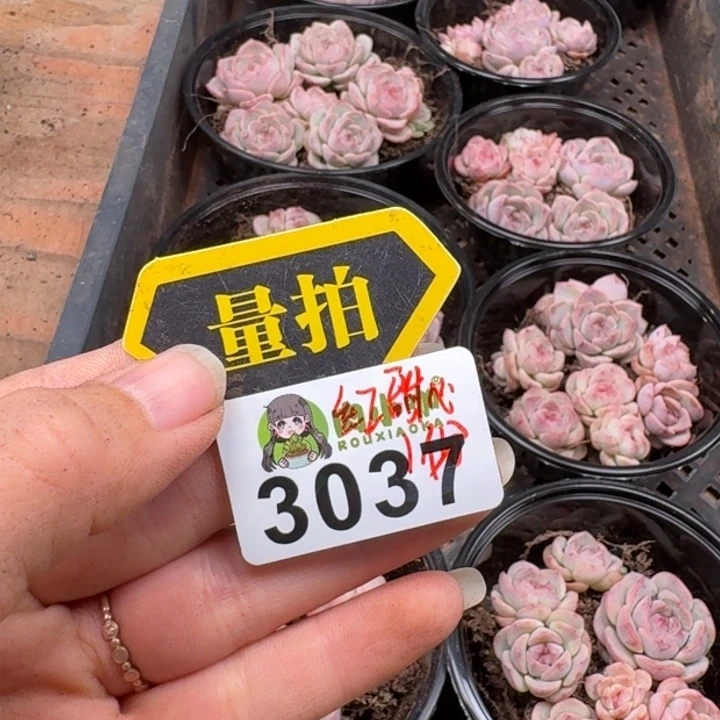 多肉植物多肉植物