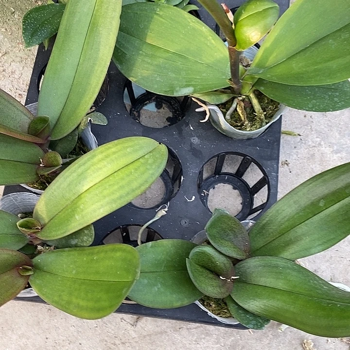 当前无花栽培后可以开花双透泼墨满天红