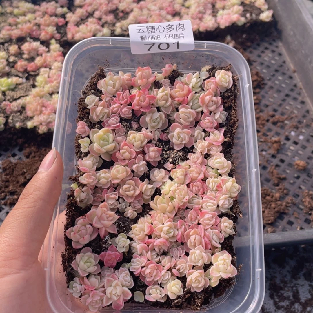 云糖心多肉植物701